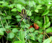 1-Argiope-im-Netz-ventr._131.jpg
