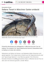 Tigerschnecke-a.jpg