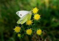 Pieris-brassicae_171.jpg