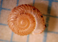 Vall.costata-30178.jpg