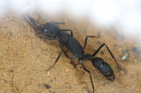 Harpegnathos venator mit Milben.JPG
