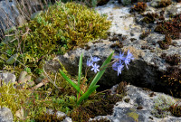 5-Scilla_498.jpg