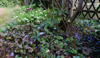 6-Hepatica_499.jpg