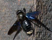 9-Xylocopa_515.jpg