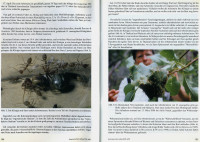 Oecophylla-4-5.jpg (610.72 KiB) 510604-mal betrachtet Oecophylla-4-5.jpg