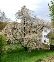 20220424_Kirschbaum.jpg