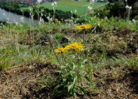 Inula-hirta_4789.jpg