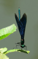 Calopteryx-virgo_4855.jpg