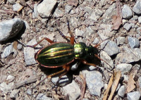 Carabus  auratus._4846.jpg