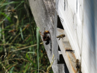 Hornisse beim Bienenstand2.JPG