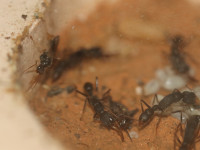 Harpegnathos venator Männchen.JPG