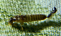 Angebl.Dorymyrmex.jpg