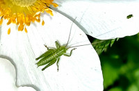 g20240413_1223TettNymph.jpg