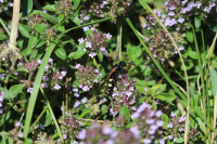 20240729 Scolia sexmaculata 2.JPG