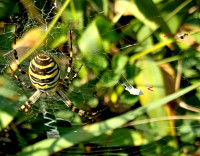 A20240918_15052SpBeute.jpg