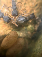 Harpegnathos venator Gyne frisch geschlüpft.JPG