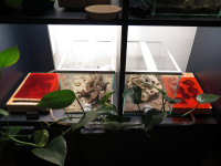 20250101 Pogonomyrmex barbatus Anlage.JPG (1.71 MiB) 176840-mal betrachtet 20250101 Pogonomyrmex barbatus Anlage.JPG