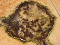 20250101 Pogonomyrmex barbatus Nestkammer Brut.JPG (1.37 MiB) 176840-mal betrachtet 20250101 Pogonomyrmex barbatus Nestkammer Brut.JPG