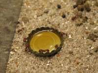 20250101 Pogonomyrmex barbatus Honig.JPG (1.05 MiB) 176840-mal betrachtet 20250101 Pogonomyrmex barbatus Honig.JPG