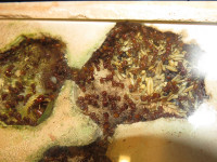 2024 Pogonomyrmex barbatus Kornkammer.JPG (901.48 KiB) 176840-mal betrachtet 2024 Pogonomyrmex barbatus Kornkammer.JPG