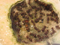20250101 Pogonomyrmex barbatus Nestkammer.JPG (1.68 MiB) 173650-mal betrachtet 20250101 Pogonomyrmex barbatus Nestkammer.JPG