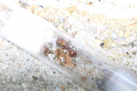 Pogonomyrmex barbatus mit ersten Arbeiterinnen.JPG (1.61 MiB) 173650-mal betrachtet Pogonomyrmex barbatus mit ersten Arbeiterinnen.JPG