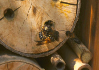 DSC00611.JPG (1.07 MiB) 45480-mal betrachtet DSC00611.JPG