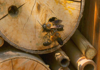 DSC00612.JPG (1.07 MiB) 45480-mal betrachtet DSC00612.JPG