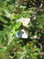 Silbergrüne Bläuling (Lysandra coridon, Syn. Polyommatus coridon2.JPG