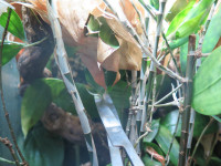 20251018 Aquariumpflanzenschere Oecophylla smaragdina.JPG