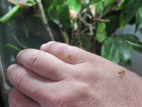 20251018 Handarbeit Oecophylla smaragdina.JPG