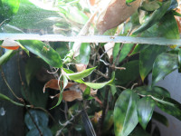 20251018 Altes Nest entfernt Oecophylla smaragdina.JPG
