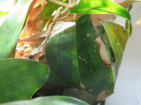 20251018 Aktuelles Nest Oecophylla smaragdina 1.JPG