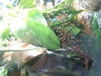 20251018 Aktuelles Nest von der Seite Oecophylla smaragdina.JPG