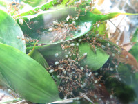 20251018 Bilck ins Nest Oecophylla smaragdina.JPG