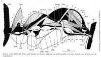 1-Anatomie-F.-polyctena-v.Mar.jpg