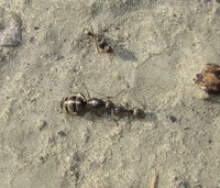 Serviformica Gyne Transport.JPG