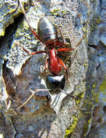 Camponotus ligniperdus Major.JPG