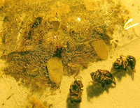 Bestimmung-L.-n.5356.jpg (236.59 KiB) 128159-mal betrachtet Bestimmung-L.-n.5356.jpg