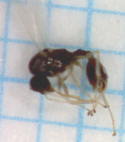 T.nyl.Mä-5.jpg
