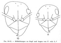 1-F.-rufa-Augen.jpg (41.73 KiB) 35032-mal betrachtet 1-F.-rufa-Augen.jpg