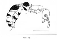 4-T.unif. Petiol..jpg (154.88 KiB) 35032-mal betrachtet 4-T.unif. Petiol..jpg