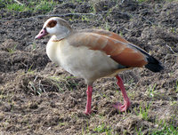 2-Nilgans-973.jpg