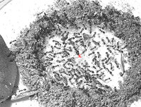 T.-unif.-Königin.jpg (206 KiB) 78756-mal betrachtet T.-unif.-Königin.jpg