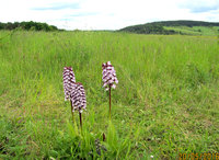 1-O.-purpurea_6223.jpg