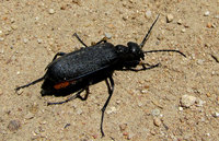 Ölkäfer-945.jpg