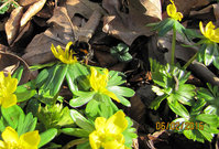 6-Bombus-auf-Eranthis_5917.jpg