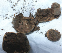 Acorn-ants-(USA)2.jpg (502.24 KiB) 35096-mal betrachtet Acorn-ants-(USA)2.jpg