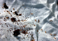Acorn-ants-(USA).jpg (358.13 KiB) 35096-mal betrachtet Acorn-ants-(USA).jpg