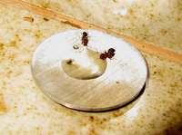 3-Am-am-Honig-517kl.jpg (589.5 KiB) 169645-mal betrachtet 3-Am-am-Honig-517kl.jpg